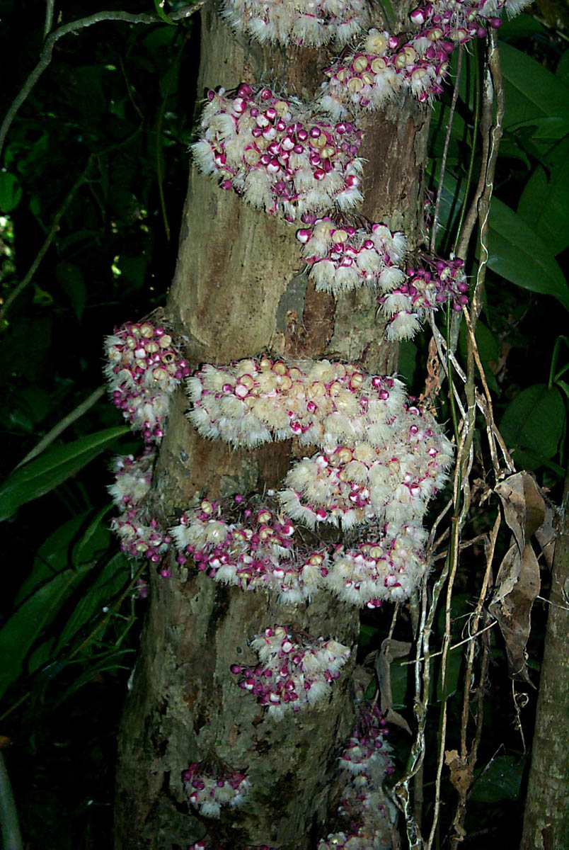لایپوت - معرفی درختان میوه